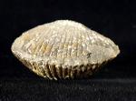 Sakawairhynchia olenekensis DAGYS 1965 - Bild © FossNet FossilienStore